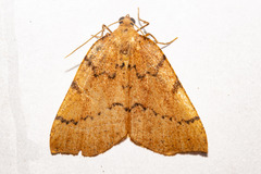Sestra humeraria