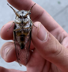 Neotibicen pruinosus