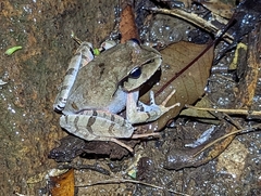 Platyplectrum fletcheri