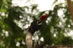 Campephilus guatemalensis