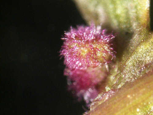 Aculops pedicularis