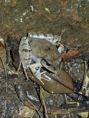 Platyplectrum fletcheri