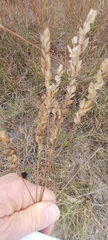 Eragrostis capensis