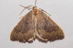 Xanthorhoe occulta