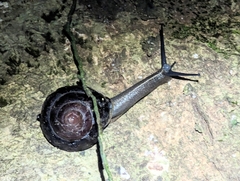 Thersites darlingtoni