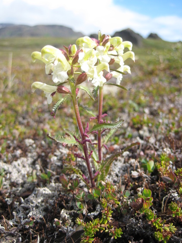 Aculops pedicularis