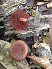Cortinarius marylandensis