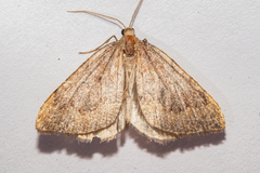 Xanthorhoe occulta