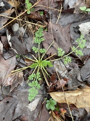 Chaerophyllum tainturieri