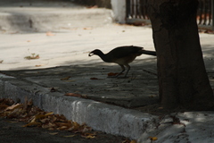 Ortalis poliocephala