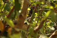 Ortalis poliocephala