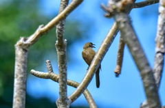 Pycnonotus conradi