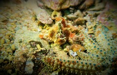 Phyllophryne scortea