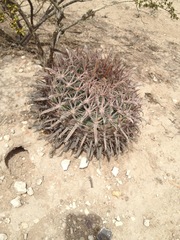 Ferocactus latispinus