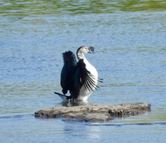 Sarkidiornis melanotos