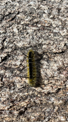 Lophocampa mixta