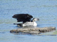 Sarkidiornis melanotos