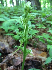 Platanthera hookeri