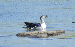 Sarkidiornis melanotos