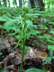 Platanthera hookeri