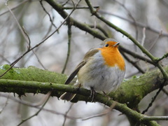 Erithacus rubecula