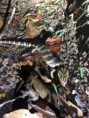 Cyclodomorphus gerrardii