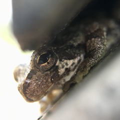 Hyla japonica