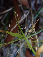 Poa siphonoglossa