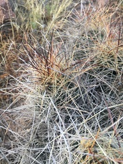 Coryphantha macromeris macromeris