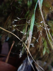 Poa siphonoglossa