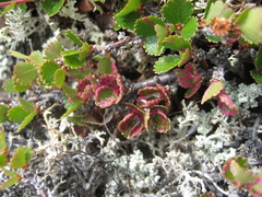 Acalitus longisetosus