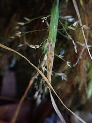 Poa siphonoglossa