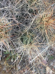 Coryphantha macromeris macromeris