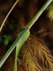 Poa siphonoglossa
