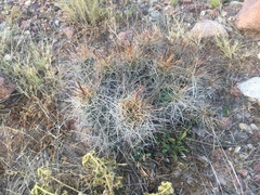 Coryphantha macromeris macromeris