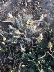 Cardionema ramosissimum