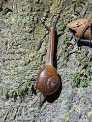 Terrycarlessia