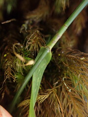 Poa siphonoglossa