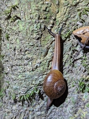 Terrycarlessia