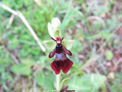 Ophrys insectifera