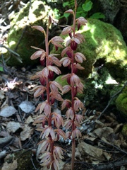 Corallorhiza striata