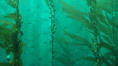 Photo of Giant Kelp (Macrocystis pyrifera)