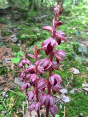 Corallorhiza striata