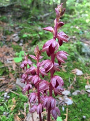 Corallorhiza striata