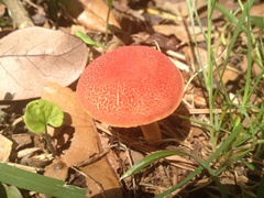 Hortiboletus campestris