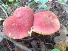Hortiboletus campestris