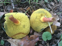 Hortiboletus campestris