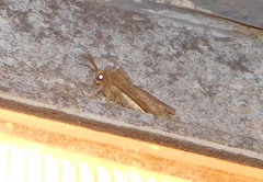 Spodoptera cilium