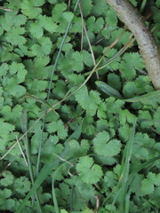 Hydrocotyle moschata
