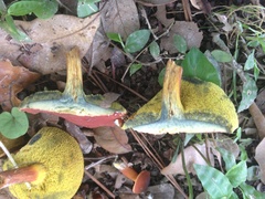 Hortiboletus campestris